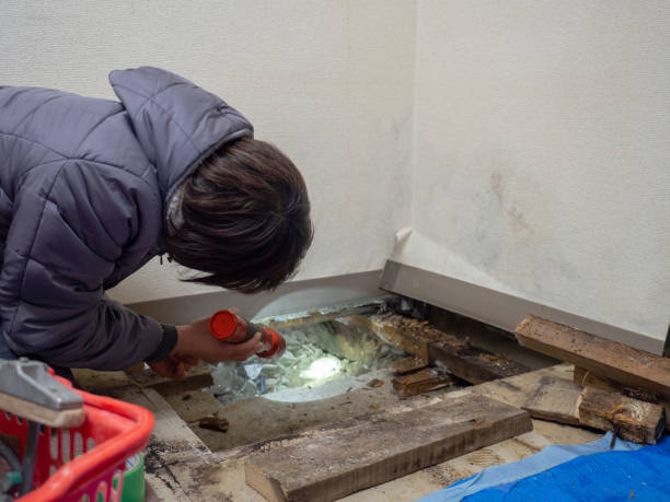 Best Water Damage & Mold Remediation  in Blackfoot, ID